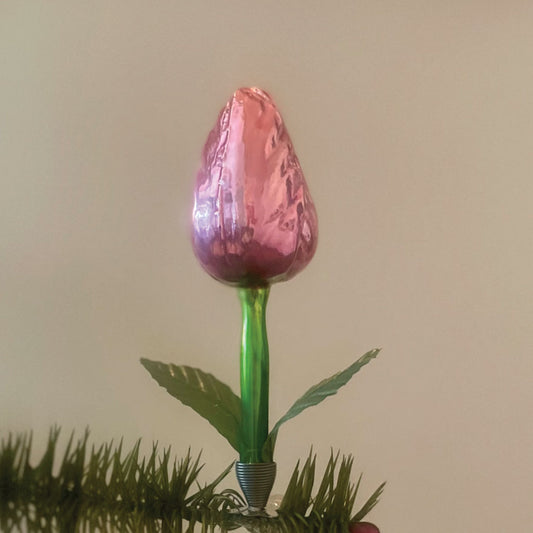 smuk tulip på klips
